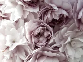fototapeta-kwiaty-kwitnace-peonie-do-salonu-3d