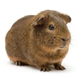 cunipic-alpha-pro-guinea-pig-pokarm-bezzbozowy-kawii-swinek-morskich-175kg