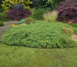 jalowiec-pospolity-green-carpet-zielony-dywanowy-iglak-susza-sadzonka-p9