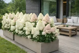 hortensja-bukietowa-grandiflora-duzy-kwiat-biala-rozowa-piekna-xl