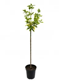 trzmielina-japonska-marieke-na-pniu-140-cm-zielono-zolta-nie-wymagajaca