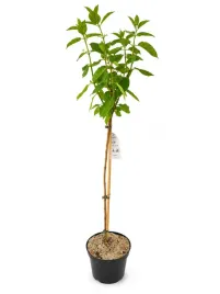 hortensja-bukietowa-na-pniu-limelight-limonkowa-100cm-kwitnaca