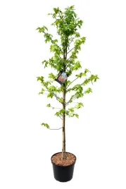 ambrowiec-balsamiczny-amerykanski-170-cm-xxl-czerwony-lisc-piekny-ogromny
