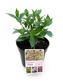 hortensja-bukietowa-pixio-oryginalna-miniaturowa-kolorowa-kwitnaca-do-80cm