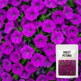 petunia-fiolkowata-dlugie-zwisajace-pedy-petunii-40-50-cm-nasiona-01g