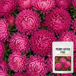 aster-peoniowy-rozowy-wysoki-mix-pelne-roznobarwne-kwiaty-nasiona-1g