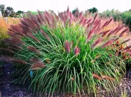 trawa-rozplenica-red-head-pakiet-10-szt-sadzonki-30-50-cm
