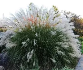 trawa-miskant-chinski-silberspinne-sadzonki-10-20-cm