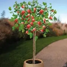 agrest-szczepiony-na-pniu-duzy-czerwony-sadzonki-90-110-cm