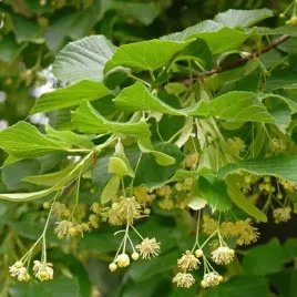 lipa-drobnolistna-bardzo-miododajna-sadzonki-50-80-cm