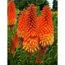 trytoma-plonaca-pochodnia-odporny-na-mroz-sadzonki-10-20-cm