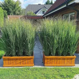 trawa-proso-northwind-pakiet-10-sztuk-sadzonki-10-20-cm