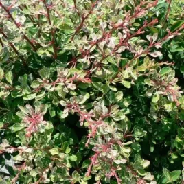 berberys-starburst-doniczka-c2-ozdobny-krzew-lisciasty-do-ogrodu