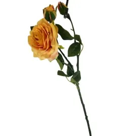 roza-pomaranczowa-herbaciana-galazka