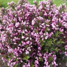 krzewuszka-foliis-purpureis-doniczka-c2-ozdobny-krzew-o-ciemnych-lisciac