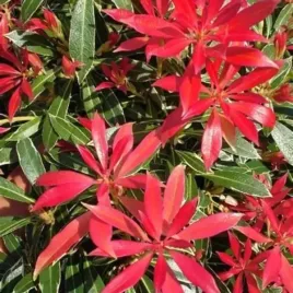 pieris-carnaval-doniczka-c2-ozdobny-krzew-lisciasty-do-ogrodu