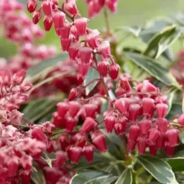pieris-ralto-doniczka-c2-ozdobny-zimozielony-krzew-lisciasty