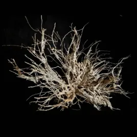 korzen-ancient-root-do-akwarium-e1-130x60x85