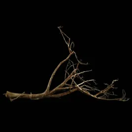 korzen-ancient-root-do-akwarium-b9-95x75x25