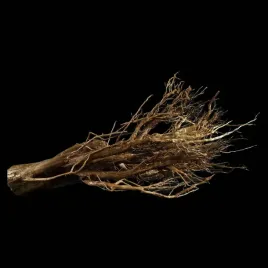 korzen-ancient-root-do-akwarium-b2-109x70x45-cm