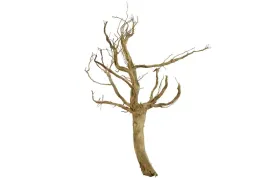 korzen-ancient-root-do-akwarium-70x50x20cm-1088