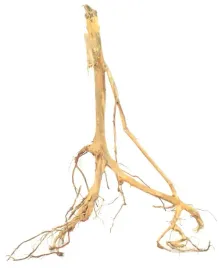 korzen-ancient-root-do-akwarium-90x70x30cm-1033