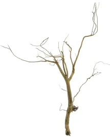 korzen-ancient-root-do-akwarium-90x60x10cm-1099