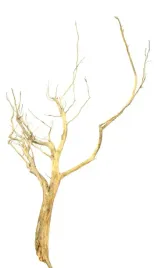 korzen-ancient-root-do-akwarium-130x60x10cm-1038