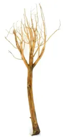 korzen-ancient-root-do-akwarium-100x40x30cm-1026