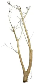 korzen-ancient-root-do-akwarium-105x35x10cm-1185