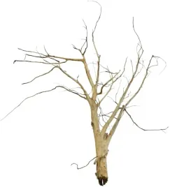 korzen-ancient-root-do-akwarium-120x80x40cm-1210