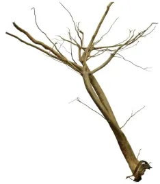 korzen-ancient-root-do-akwarium-155x105x45cm-1206