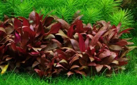 alternanthera-reineckii-mini-czerwona-niska-roslina-do-akwarium-xxl