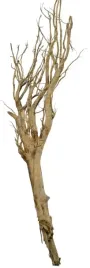 korzen-ancient-root-do-akwarium-150x40x10cm-1105