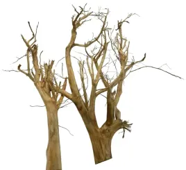 korzen-ancient-root-do-akwarium-120x120x35cm-1104