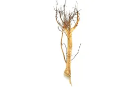 korzen-ancient-root-do-akwarium-70x20x20cm-1070