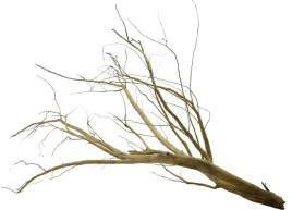 korzen-ancient-root-do-akwarium-155x90x90cm-1207