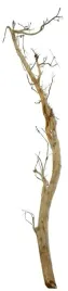korzen-ancient-root-do-akwarium-110x20x10cm-1219