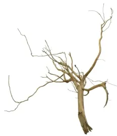 korzen-ancient-root-do-akwarium-120x110x25cm-1190