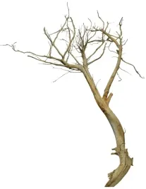 korzen-ancient-root-do-akwarium-160x100x20cm-1173