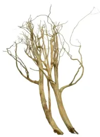 korzen-ancient-root-do-akwarium-110x55x10cm-1153