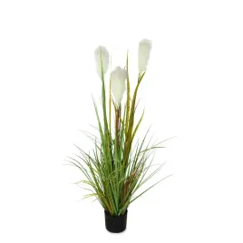 trawa-w-doniczce-miskant-120cm