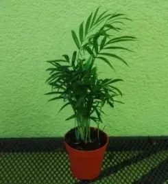 chamaodorea-chamedora-palma-koralowa