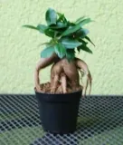 ficus-ginseng-mini