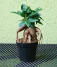 ficus-ginseng-mini