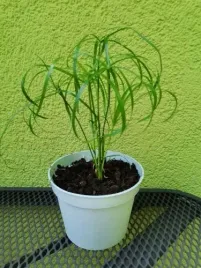 papirus-cibora-papirusowa