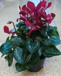cyklamen-cyclamen-fiolek-alpejski