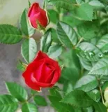 roza-miniaturka