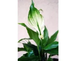 skrzydlokwiat-mini-spatyphyllum