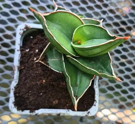 sansevieria-samurai-sadzonka-mini